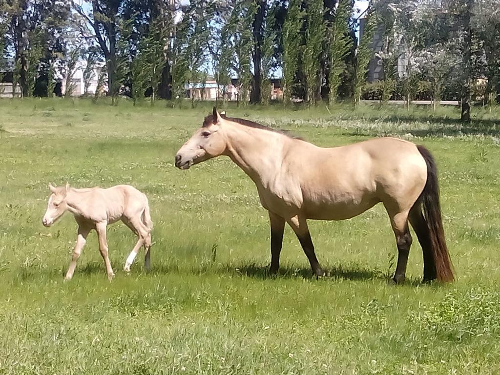 Chacras de Azcona Hostería Azul Exterior foto